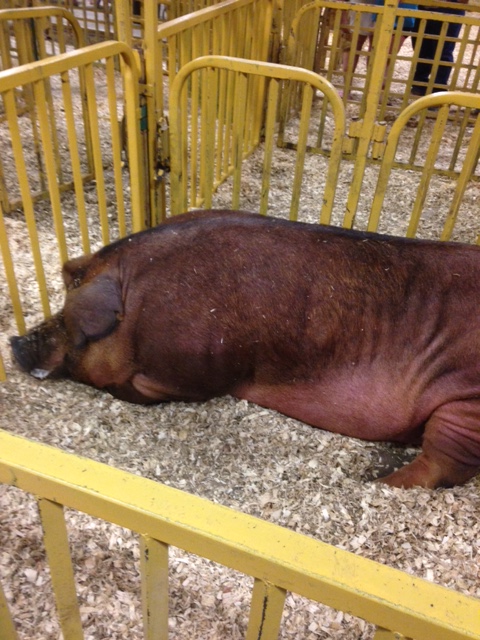 Big Red Worlds Largest Hog